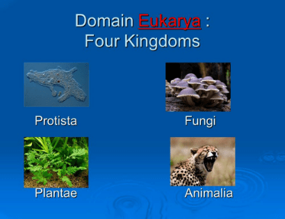 Eukarya Domain